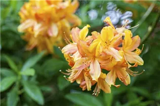  - Rhododendron luteum 'Goldlack'