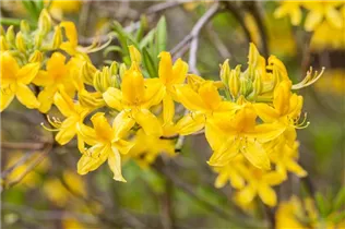  - Rhododendron luteum 'Goldtopas'