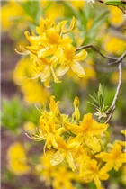  - Rhododendron luteum 'Goldtopas'