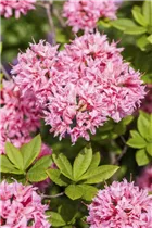 - Rhododendron luteum 'Homebush'  - Rhododendron luteum 'Homebush'