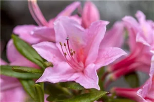  - Rhododendron viscosum 'Weston´s Sparkler'