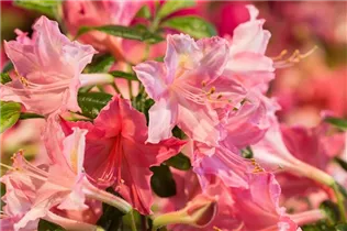  - Rhododendron luteum 'Strawberry Ice'