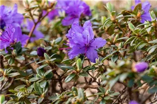  - Rhododendron impeditum 'Saint Merryn'