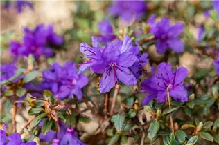  - Rhododendron impeditum 'Saint Merryn'