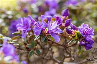  - Rhododendron impeditum 'Saint Merryn'