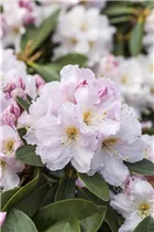  - Rhododendron 'Ingrid Muus'