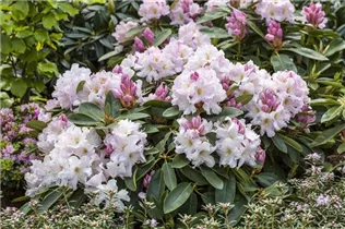  - Rhododendron 'Ingrid Muus'