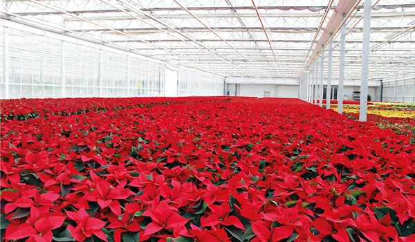 Weihnachtssterne Weihnachtssterne