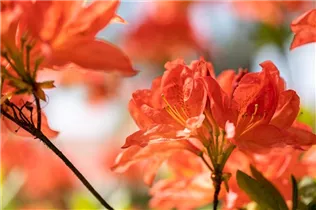  - Rhododendron luteum 'Mathilde'