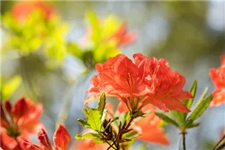  - Rhododendron luteum 'Mathilde'