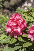  - Rhododendron insigne 'Marianne von Weizsäcker'
