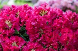  - Rhododendron insigne 'Marianne von Weizsäcker'