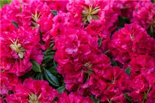  - Rhododendron insigne 'Marianne von Weizsäcker'