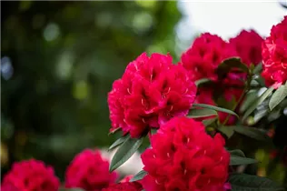  - Rhododendron insigne 'Marianne von Weizsäcker'