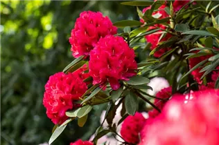  - Rhododendron insigne 'Marianne von Weizsäcker'