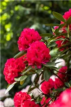  - Rhododendron insigne 'Marianne von Weizsäcker'