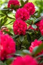  - Rhododendron insigne 'Marianne von Weizsäcker'