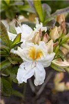  - Rhododendron luteum 'Möwe'
