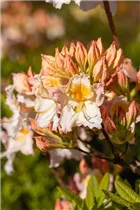 - Rhododendron luteum 'Möwe'
