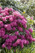  - Rhododendron 'James Brigham'