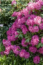  - Rhododendron 'James Brigham'
