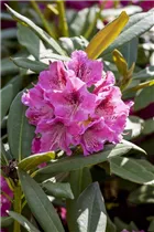  - Rhododendron 'James Brigham'