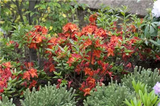  - Rhododendron luteum 'Parkfeuer'