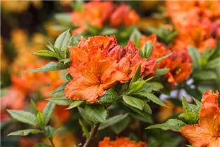  - Rhododendron luteum 'Parkfeuer'