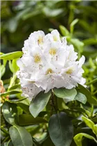  - Rhododendron 'Memoir'