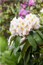  - Rhododendron 'Memoir'