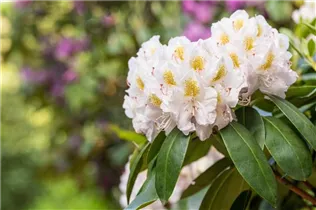  - Rhododendron 'Memoir'