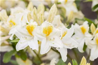  - Rhododendron luteum 'Persil'