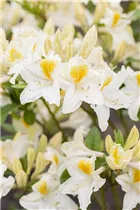  - Rhododendron luteum 'Persil'