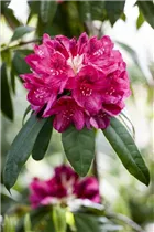  - Rhododendron 'Michael Waterer'