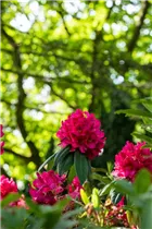  - Rhododendron 'Michael Waterer'