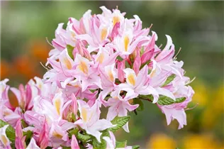  - Rhododendron luteum 'Pucella'