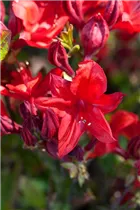  - Rhododendron luteum 'Royal Command'