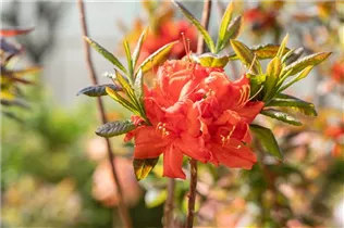  - Rhododendron luteum 'Royal Command'