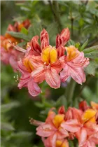  - Rhododendron luteum 'Sarina'