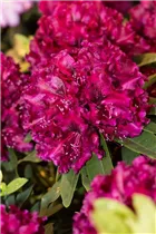  - Rhododendron 'Midnight Beauty'