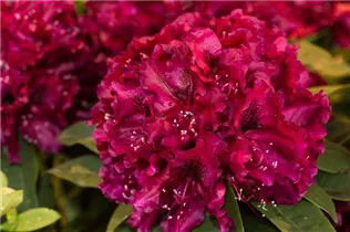  - Rhododendron 'Midnight Beauty'