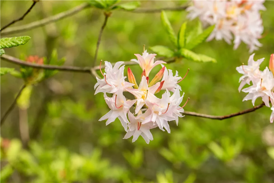 Rhododendron mixtum 'Ariadne'