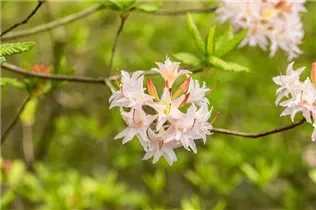  - Rhododendron mixtum 'Ariadne'