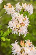  - Rhododendron mixtum 'Ariadne'
