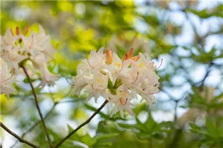  - Rhododendron mixtum 'Ariadne'