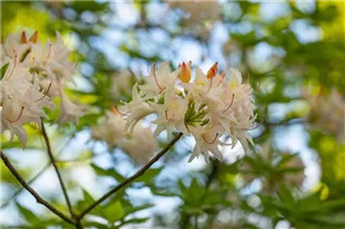  - Rhododendron mixtum 'Ariadne'