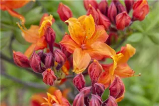  - Rhododendron luteum 'Sunny Boy'