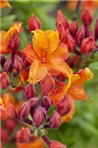  - Rhododendron luteum 'Sunny Boy'