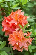  - Rhododendron molle