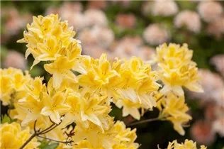  - Rhododendron molle
